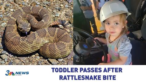 Snake bites 7-year-old along Clayton hiking trail